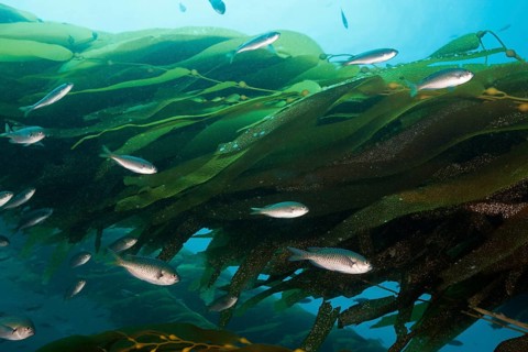 Swallowtail damselfish in kelp