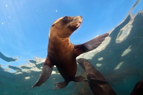 California Sea Lion