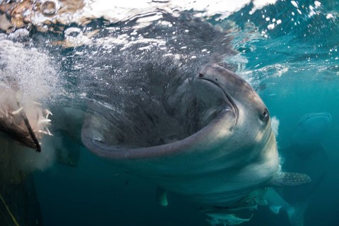 Feeding whale shark