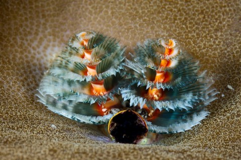 Blue tubeworm