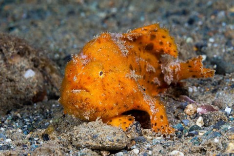 Orange round-spotted frogfish