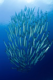 Shoal of darkfin barracudas