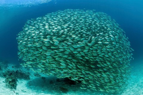 Shoal of ox-eye mackerel
