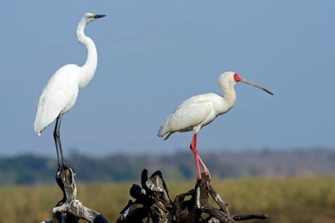 Great egret