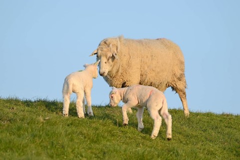 Domestic sheep with two lambs