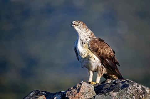 Bonelli's eagle