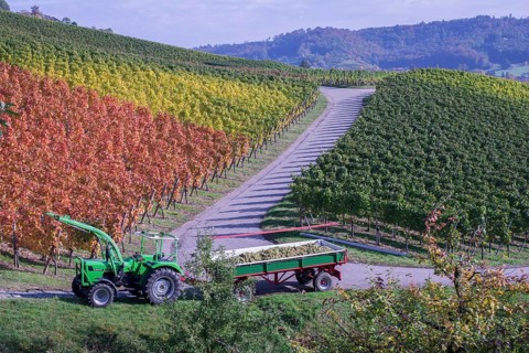 Grape harvest
