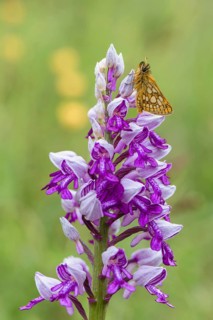 Chequered skipper