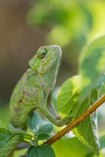 Mediterranean chameleon