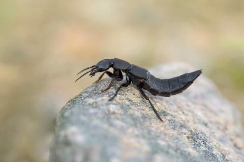 Devil's coach-horse beetle