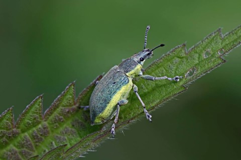 Dark green yellows weevil