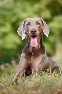Weimaraner