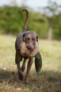 Weimaraner