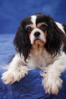Cavalier King Charles Spaniel