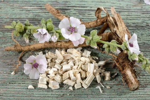 Althaea officinalis