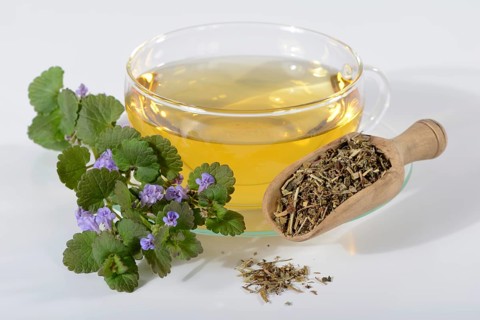 Cup of ground ivy tea