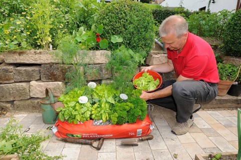 Garden soil with herbs and salad