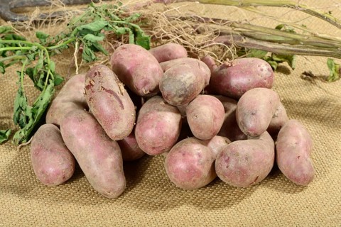 Potatoes