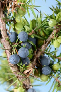 Juniper berries