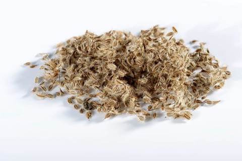 Wild carrot