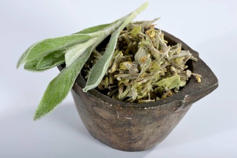 Greek mountain tea