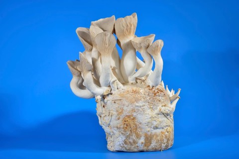 King trumpet mushroom