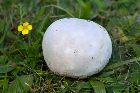 Paltry puffball