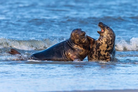 Grey Seal