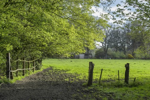 Meadow