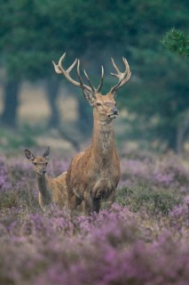 Red deer
