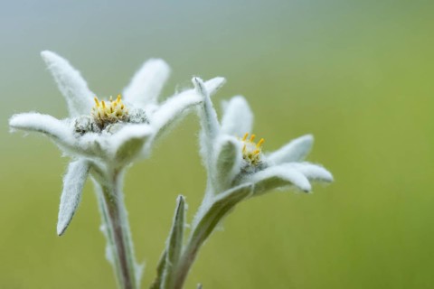 Edelweiss