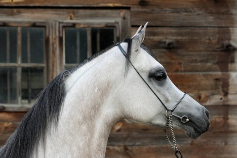 Arabian thoroughbred