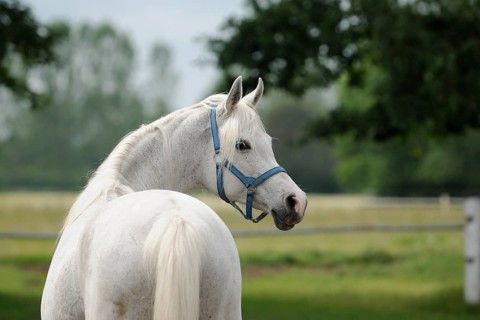 Arabian thoroughbred