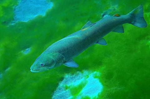 Danube salmon