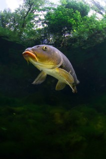 Mirror carp