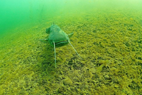 Wels catfish