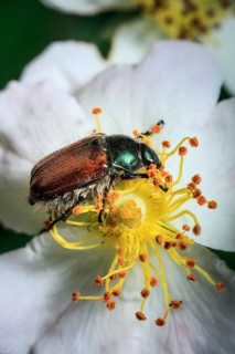 Garden Chafer