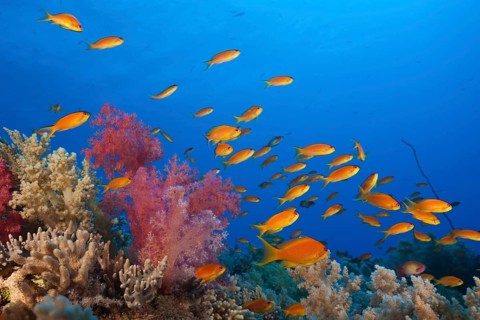 Harem flagfish on the reef