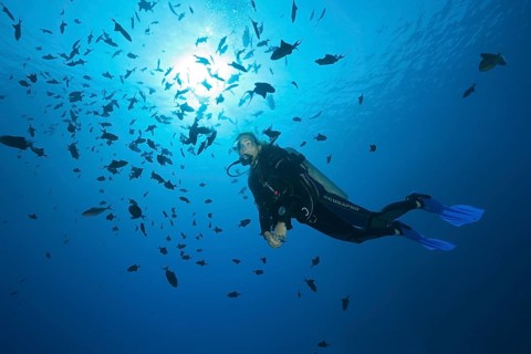 Scuba Diver and Shoal of Redtooth Triggerfish