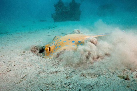 Bluespotted ribbontail ray