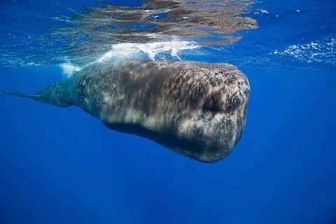 Sperm whale