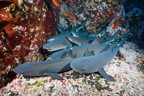 Whitetip reef sharks