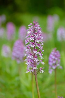 Northern marsh-orchid