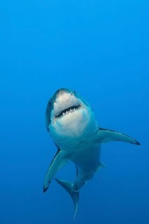Great white shark