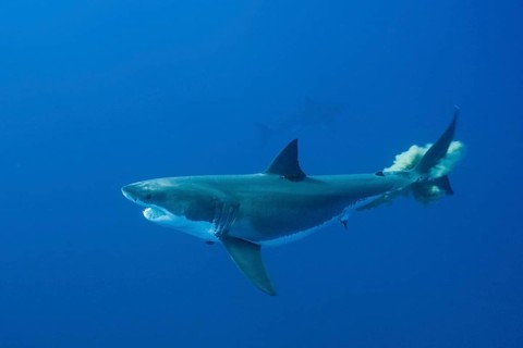 Great white shark