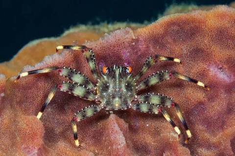 Coral crab in sponge