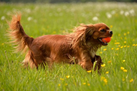 Cavalier King Charles Spaniel