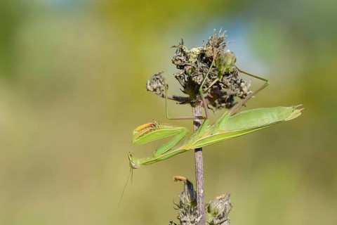 Praying mantis