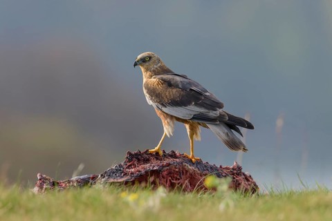 Male marsh harrier