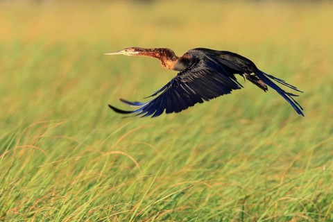 Darter